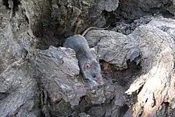 Gray mouse