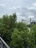 Mangroves along the esplanade