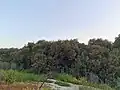 Thriving mangroves in Qatif’s coastal ecosystem, 2020
