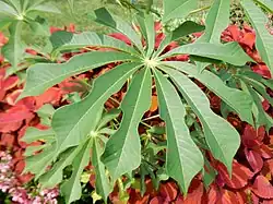 Foliage