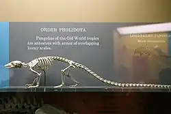 Long-tailed pangolin skeleton with 49 caudal vertebrae