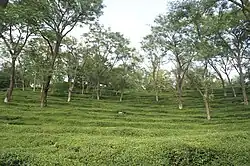 Mann Tea Estate, Dharmsala Tea Company.