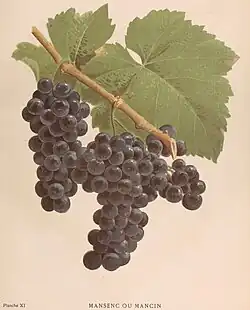 Lithograph of the Mansenc grape (1892)