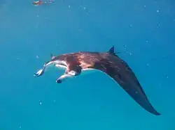 Baa atoll shelters an important population of manta rays (Manta alfredi)