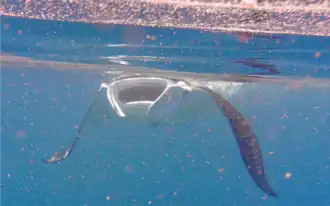 Foraging M. alfredi ram feeding, swimming against the tidal current with its mouth open and sieving zooplankton from the water[29]