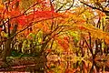 Maple leaves changing colour by a creek