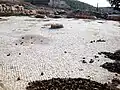 A simple mosaic floor, Tell Mar Elias