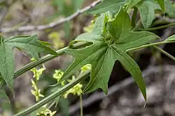 Marah gilensis