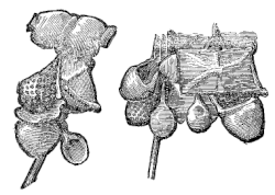Sarcina as illustrated on Trajan's Column