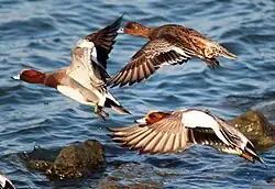 Two males and a female in flight
