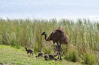 Emu with chicks, at a wild bird refuge, 2011