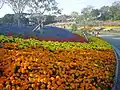 Marigold beds at Green Park in mid-November 2004