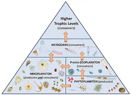 Marine food web mixoplankton paradigm[97]