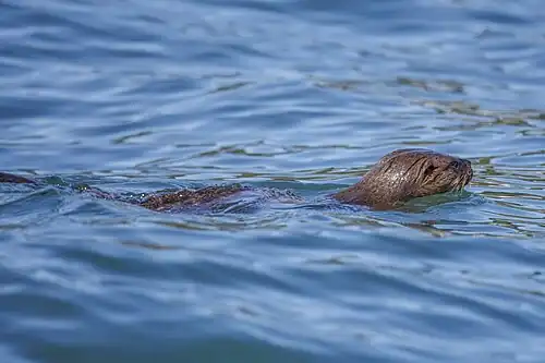 swimming, Chile