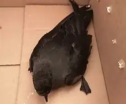 Dark bird in a cardboard box
