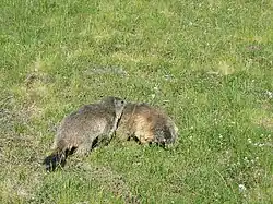 Marmots in an Alpine Meadow of Auvergne-Rhône-Alpes