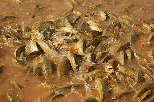 Image 13 Feeding frenzy Photograph: Luc Viatour A feeding frenzy of common carp (Cyprinus carpio) at the pond of the Agdal Gardens in Marrakesh, Morocco. Feeding frenzies may occur when predators are overwhelmed by the amount of prey available, or as a result of competition for food. More selected pictures