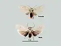 Male and female