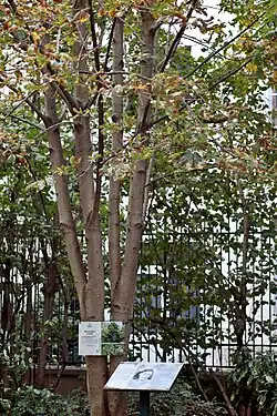 A sapling of Anne Frank's tree in Paris