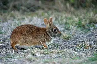 Photo of a rabbit standing among short grasses