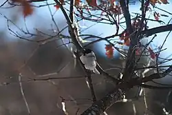 Marsh tit, presumably in Italy