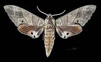 Marumba dyras dyras male dorsal