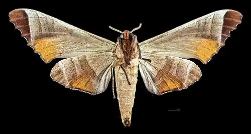 Female ventral