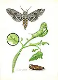 Mary Foley Benson, Tobacco hornworm on tomato, n.d.