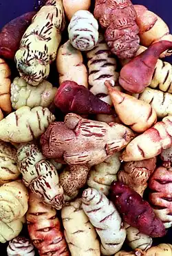 Image 21Mashua tubers (from Andean agriculture)