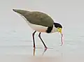 A masked lapwing feeding on a sand worm