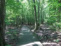 A boardwark through flat green woods.