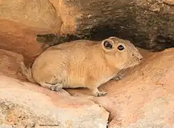 Drawing of brown gundi