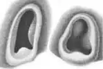 Ventral views of funnel locking apparatuses (left: 27&nbsp;mm ML, right: 35&nbsp;mm ML)