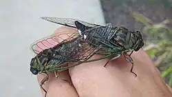 Mating N.&nbsp;canicularis