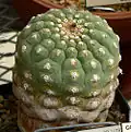 Adult plant