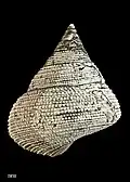 Holotype (reverse view)