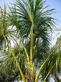 Mauritia flexuosa (Scott Zona)