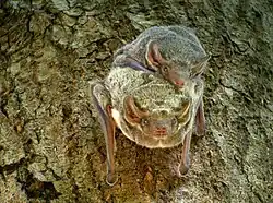 Two bats hang from a tree
