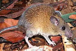 Brown and white rat