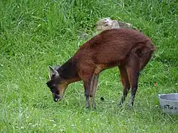 Brown cervid
