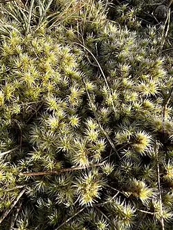 Racomitrium pruinosum