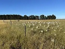View across dry glassland to pine trees in the distance.