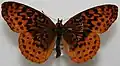 Upperside