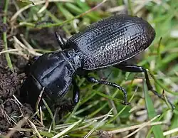 Close-up of Mecodema howittii on the forest floor