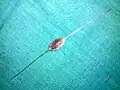 Bowman's lacrimal probe
