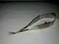Vanna's scissors