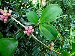 Fruit