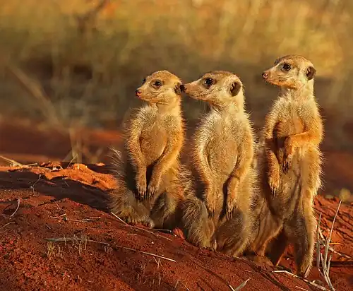 Meerkats often stand upright to spot for potential predators