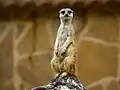 Meerkat