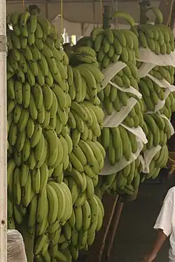 Large plaintains labeled for sale with stickers reading "BANACOL #4235 COLOMBIA", sold in Norway in what appears to be a cardboard box.